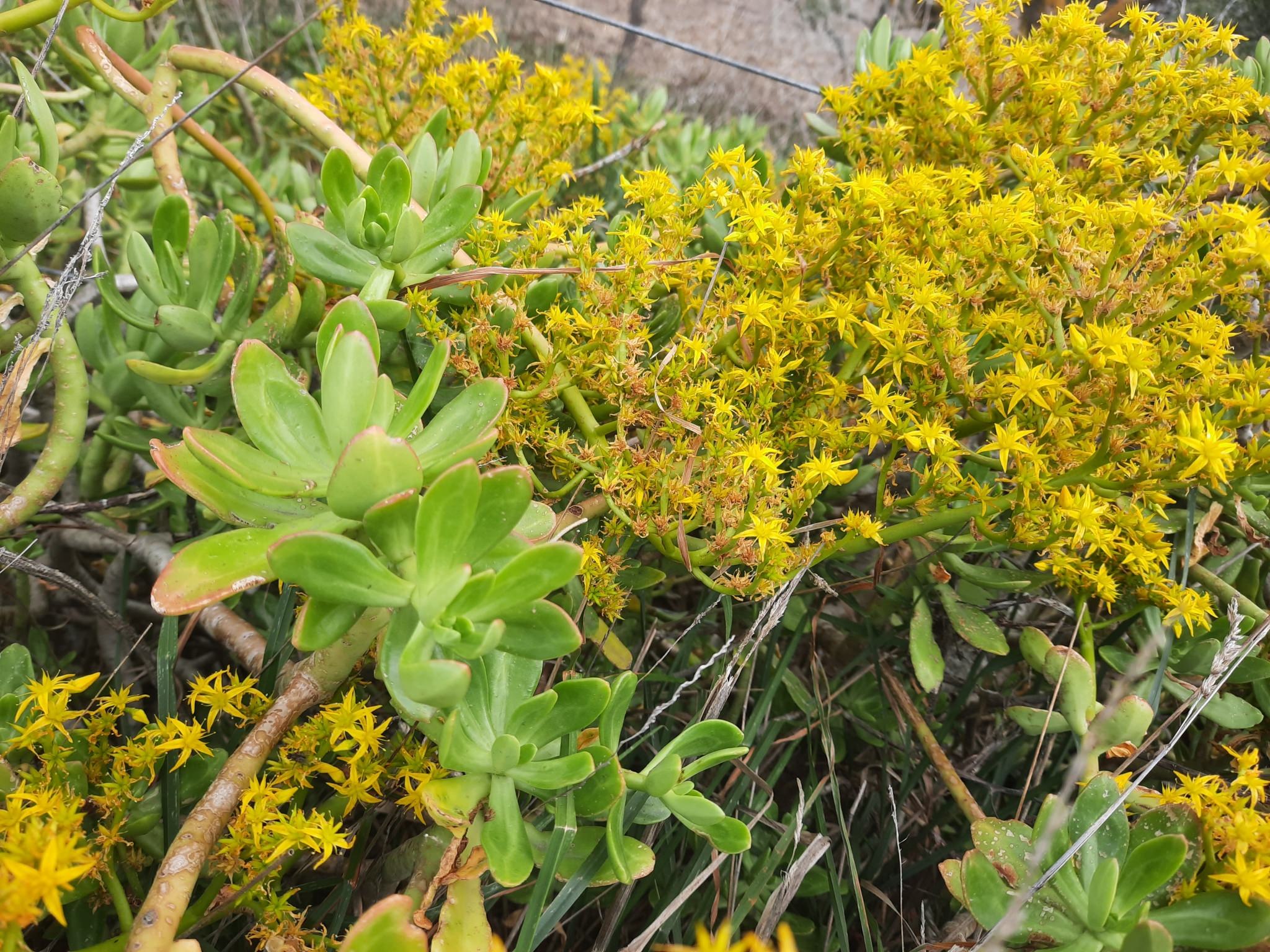 Sedum praealtum